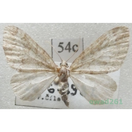 Perizoma hydrata (Treitschke, 1829) Czech54c